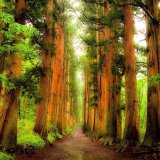 web shop再開しています！リンク集更新しました